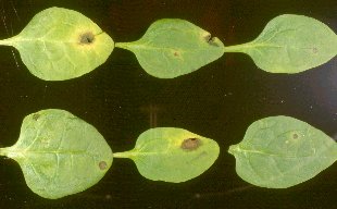 Photo of Anthracnose