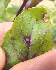 Photo of Phoma leaf spot