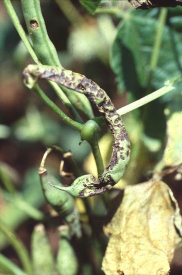 Photo of symptoms of anthracnose of bean pod