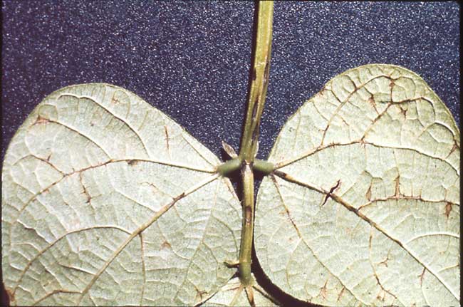 Photo showing symptoms of anthracnose on bean leaf