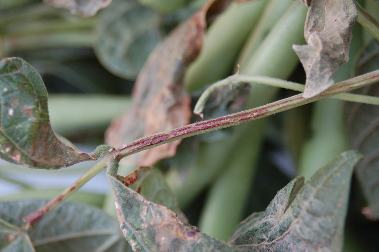Lesions along the stems
		and petioles of bean plants caused by the brown spot bacterial pathogen,
		<i>Pseudomonas syringae </i>pv. <i>syringae</i>.