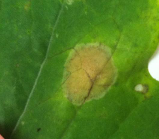 Light leaf spot on Brassica.