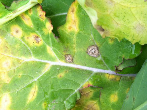 Late stage white leaf spot (black arrows) and Phoma leaf spot (red arrow) on turnip.
