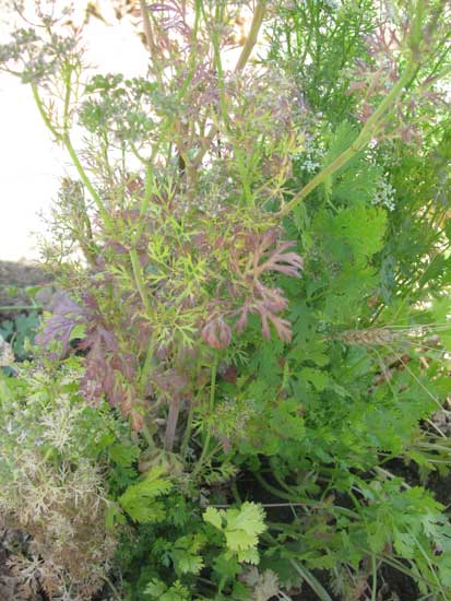 Photo showing sypmptoms of curly top on coriander