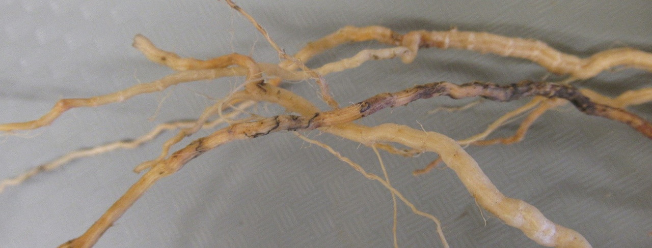 Distinct pink-brown to dark-gray lesions, some demarcated by black lines (pseudo-stromata), on the roots of a cucumber plant infected with the black root rot pathogen, <em>Diaporthe sclerotioides</em>.