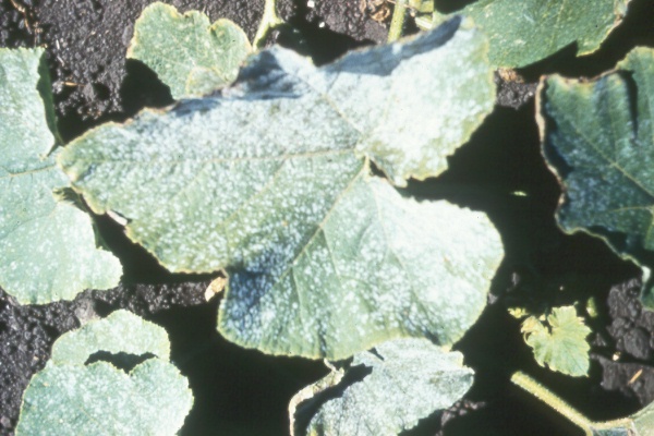 Photo of powdery mildew on squash leaf