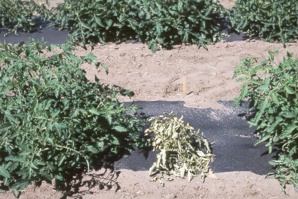photo of tomato plant showing curly top symptoms