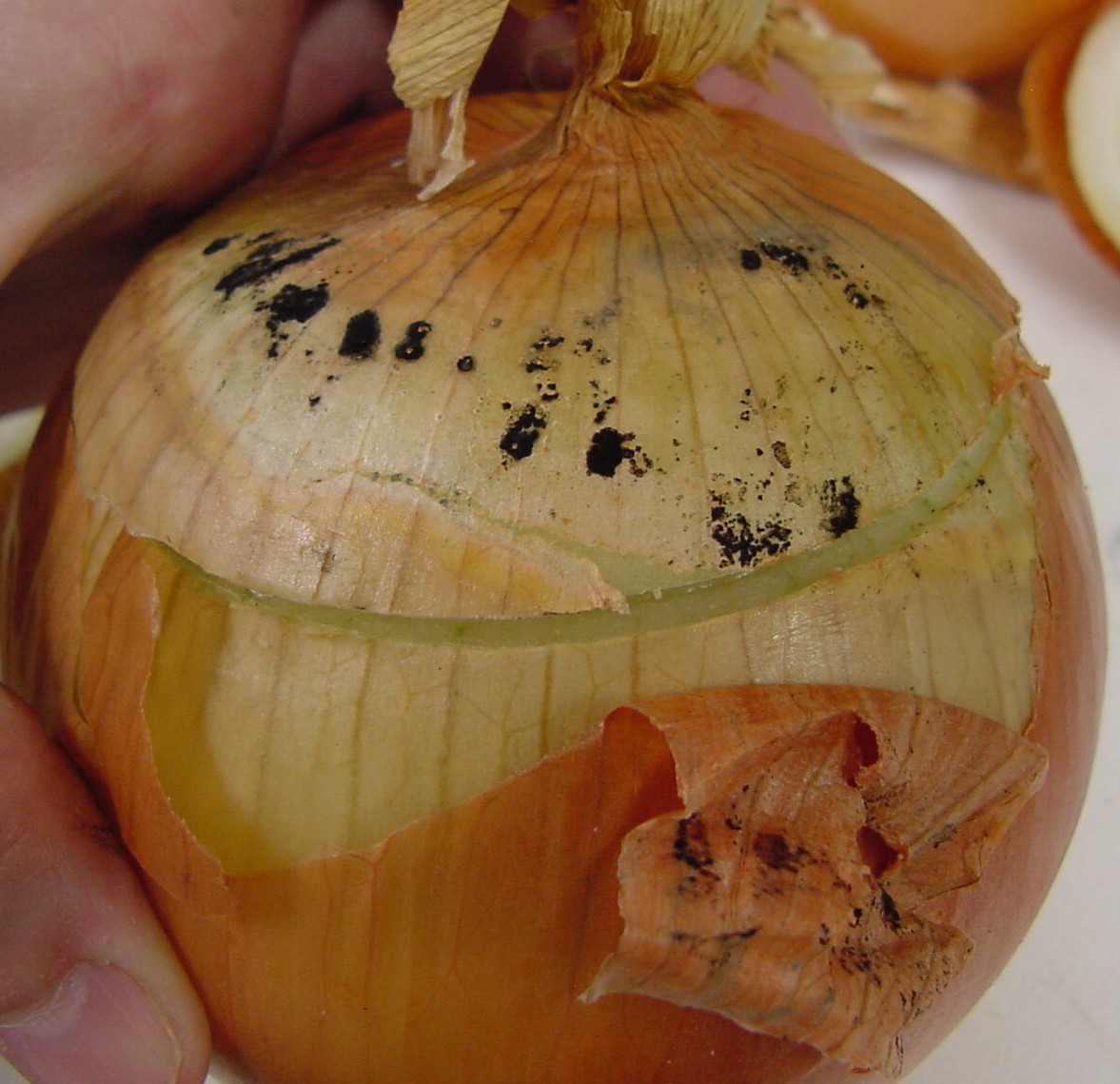 Sporulation of the black mold pathogen, <em>Aspergillus niger</em>, beneath the outermost dry scale of an onion bulb.
