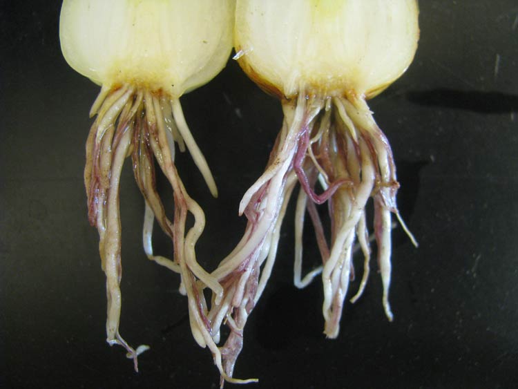 Closeup view of onion roots infected with pink root, showing the distinct,<br />dark pink discoloration and collapse of infected roots.