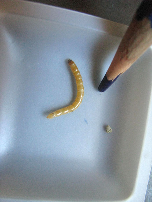 Closeup photo of wireworm