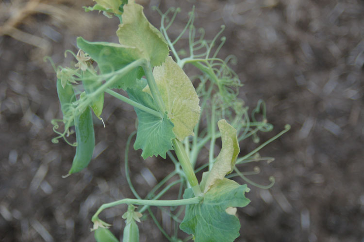 Photo of symptoms of fusarium wilt on pea