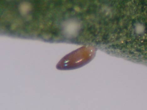 Photo of whitefly egg