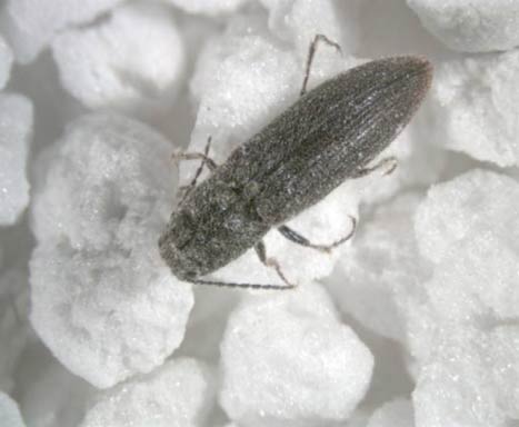 Photo of Adult wireworm, commonly known as a click beetle