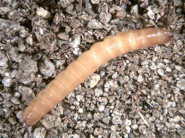 Photo of wireworm larva which is dark orange or brown and mature larvae are 3/8 to 1/2 inch in length