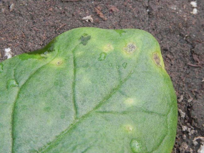 Photo of watersoaked lesions on spinach leaf