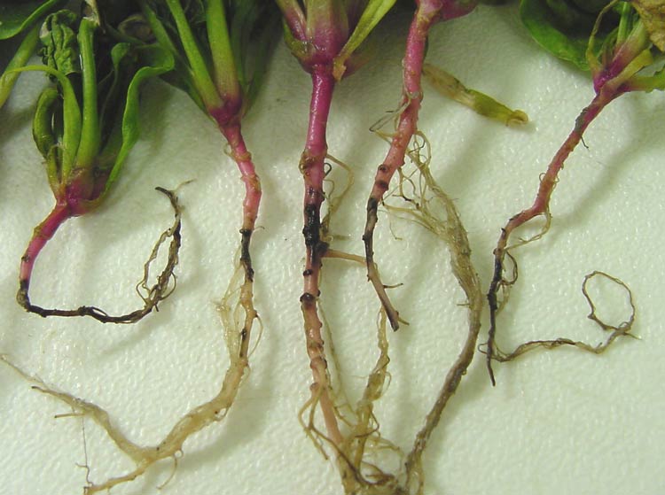 Photo showing typical blackening of spinach roots