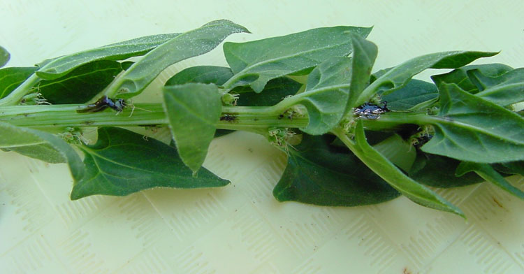 Photo of Lygus bug damage on a spinach seed crop