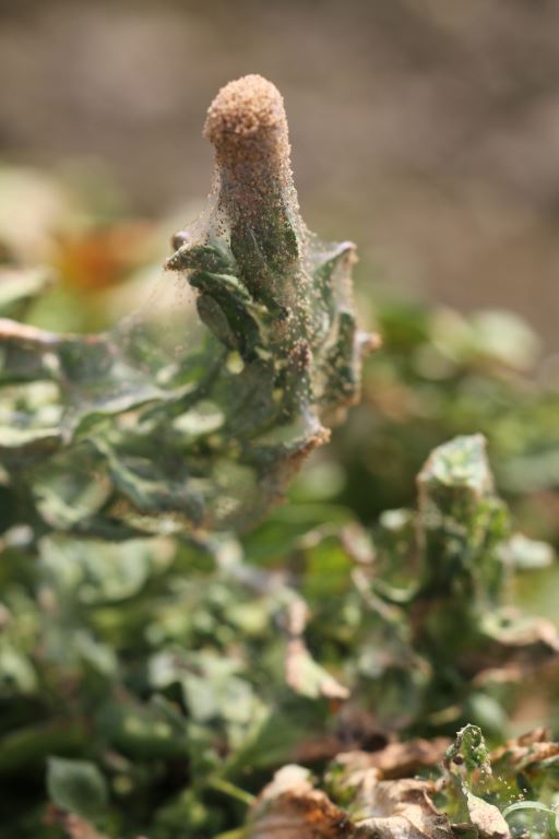 Severe spider mite infestation in a spinach seed crop.