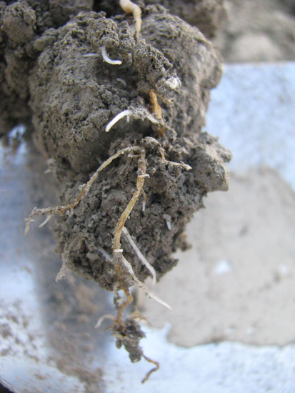Photo showing severe discoloration and damage to spinach seedling roots