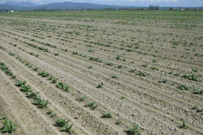 Photo showing evere damage to a hybrid spinach seed crop caused by subterranean springtails in wet, cool spring conditions. Note the extensive areas of poor stands and stunted plants.