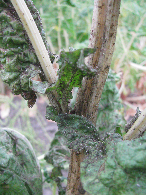 Close-up image of aphids on a Swiss chard plant in a seed crop. Note the blackened stems and leaves as a result of sooty mold fungi growing on the honeydew exudate (sugary, sticky exudate) produced by the aphids, as well as the shriveled white cast skins produced by aphids as they moult.