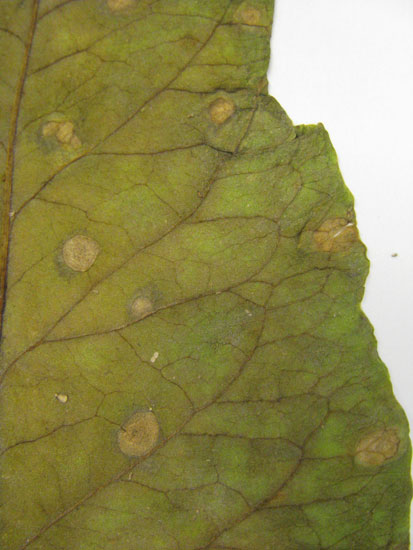 Photo of discrete, circular, necrotic leasioins of Ramularia leaf spot