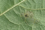 Photo of water-soaked lesions of common bacterial blight.
