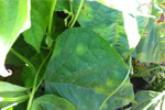 Photo of Halo blight symptoms on a bean leaf.