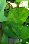 Photo of reddish-brown lesions on bean leaves