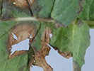 Light leaf spot on Brassica