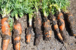 Photo of Black rot on carrot