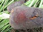 Close-up view of severe violet root rot on a carrot. Note the fan-like hyphae of the pathogen, Rhizoctonia crocorum, growing on the root surface.