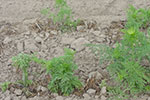 Photo of dieback of carrot from whitemold