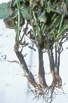 Photo of Pythium root rot on pinto bean