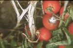 Photo of White mold on tomato