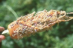 Photo of Root knot nematode on carrot