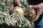 Photo of Fusarium basal rot on onion