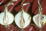 Photo of Bacterial soft rot on onion