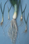Photo of Root rot on onion