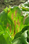 Photo of  downy mildew on lettuce