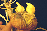 Photo of basal plate splitting on onion