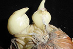 Photo of basal plate splitting of onion