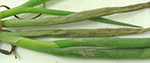 Two onion leaves on which sporulation of the downy mildew pathogen, Peronospora destructor, appears as if soil is adhering to the leaves compared to healthy leaves (lower two leaves).