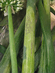 Yellow to pale-green lesions caused by downy mildew on scapes in an onion seed crop. Note the ‘dirty gray’ appearance in the center of two of the lesions as a result of sporulation of Peronospora destructor.