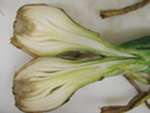 Fusarium basal rot of onion bulbs of the cultivar Gunnison caused by Fusarium oxysporum f. sp. cepae.