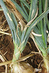 Photo of iris yellow spot virus lesions on onion