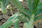 Photo of iris yellow spot necrotic lesion in bulb onion crop