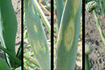 Photo of iris yellow spot symptoms on onion scapes