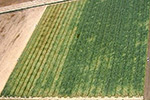 Aerial photo of iris yellow spot virus in onion seed crop