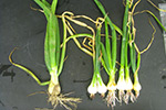 Photo of onions showing symptoms of pink root